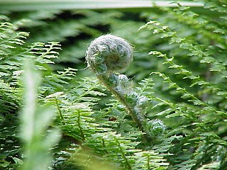 <i>Polystichum setiferum</i> Species of fern