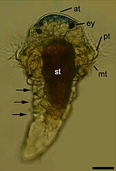 Helderveldmicroscoop afbeelding van de metatrochophore van de ringworm Pomatoceros lamarckii (familie Serpulidae). Schaalbalk: 50 μm; dorsaal aanzicht. at, apicale kuif. in, darm. m, mond. mt, metatroch. pt, prototroch. st, maag. ey, oogvlek. Segmenten aangegeven met pijlen. [1]
