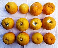 Ripe bitter oranges (Citrus × aurantium) from Asprovalta