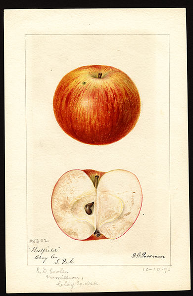 File:Pomological Watercolor POM00003704.jpg