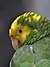 Portrait of Yellow-headed Amazon Parrot.jpg