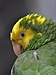 56 Commons:Picture of the Year/2011/R1/Portrait of Yellow-headed Amazon Parrot.jpg