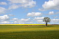* Nomination: Meadows and canola field near la Collancelle, France --Pline 08:54, 2 May 2012 (UTC) * * Review needed