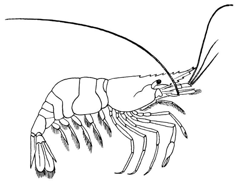 File:Prawn (PSF).png