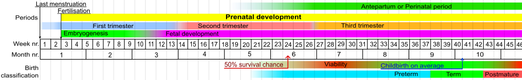 Prenatal development table.svg