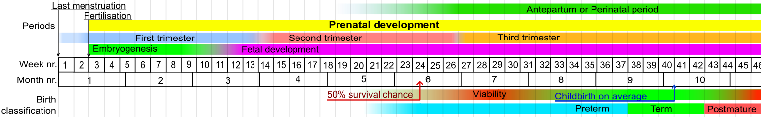 Stages in prenatal development