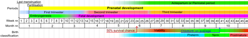 Stages in prenatal development, with weeks and months numbered from last menstruation Prenatal development table.svg