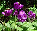 in Mount Haku, Japan