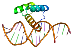 Protein MSX2 PDB 1ig7.png