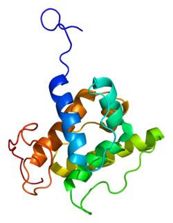 Протеин TAGLN2 PDB 1wym.png