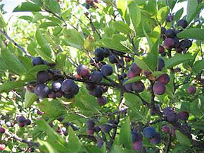 Descrição da imagem Prunus maritima.jpg.