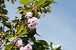 Thumbnail for File:Prunus serrulata Kwanzan 12zz.jpg