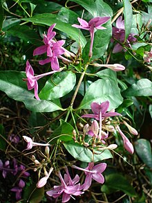 Pseuderanthemum laxiflorum - Purple Dazzler - .JPG