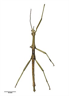 <i>Pseudoclitarchus</i> Genus of stick insects