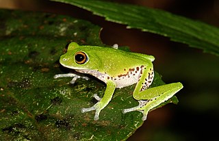 <i>Pseudophilautus mooreorum</i> Species of amphibian