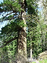 Old tree 4 m diameter, Oregon Caves National Monument, Oregon