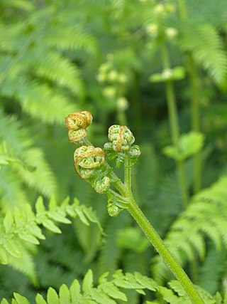 <span class="mw-page-title-main">Leptosporangiate fern</span> Subclass of ferns