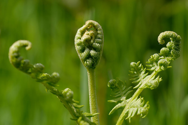 File:Pteridium aquilinum Paslieres 2013-05-12 n01.jpg