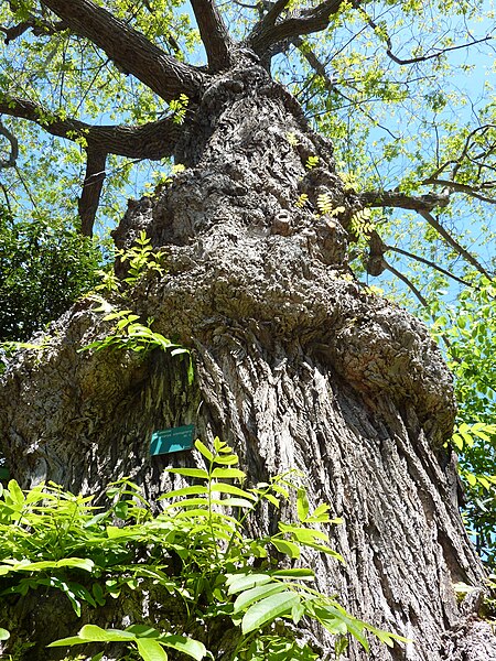 File:Pterocarya stenoptera - old trunk.JPG