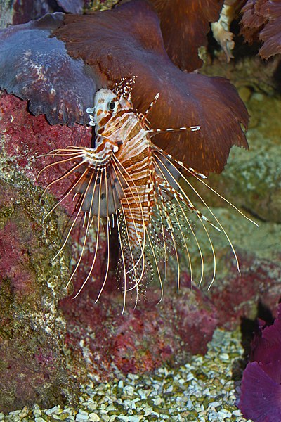 File:Pterois antennata 01.JPG