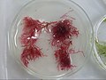 Rhodophytes (algues rouges)