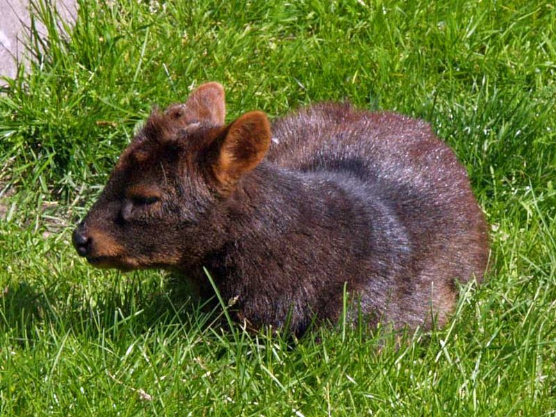 File:Pudu pudu AB.jpg