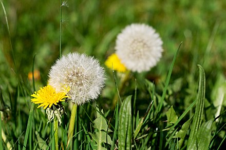 A dandelion is a common plant all over the world, especially in Europe, Asia, and the Americas. It is considered a weed in some contexts (such as lawns) but not others (such as when it is grown as a vegetable or herbal medicine).