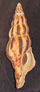<i>Pustulatirus</i> Genus of gastropods