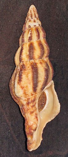 Pustulatirus sanguineus (blood latirus snail) (Floreana Island, Galapagos) 1 (23942429343).jpg