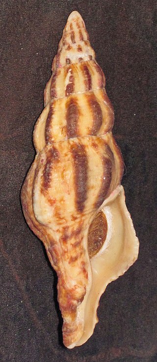 <i>Pustulatirus</i> Genus of gastropods