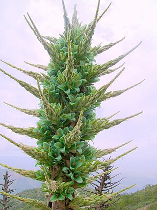 <i>Puya <span style="font-style:normal;">×</span> berteroniana</i> Species of plant