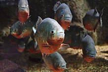 Un banco di piranha rossi, al Särkänniemi Aquarium, Tampere, Finlandia