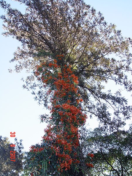 File:Pyrostegia sica3.jpg