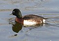 Baer's pochard (Aythya baeri)