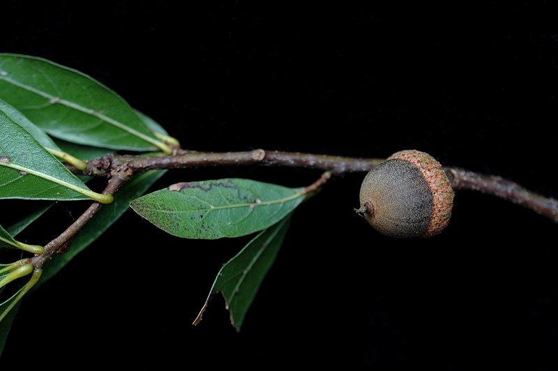 File:Quercus laurifolia (23560083303).jpg