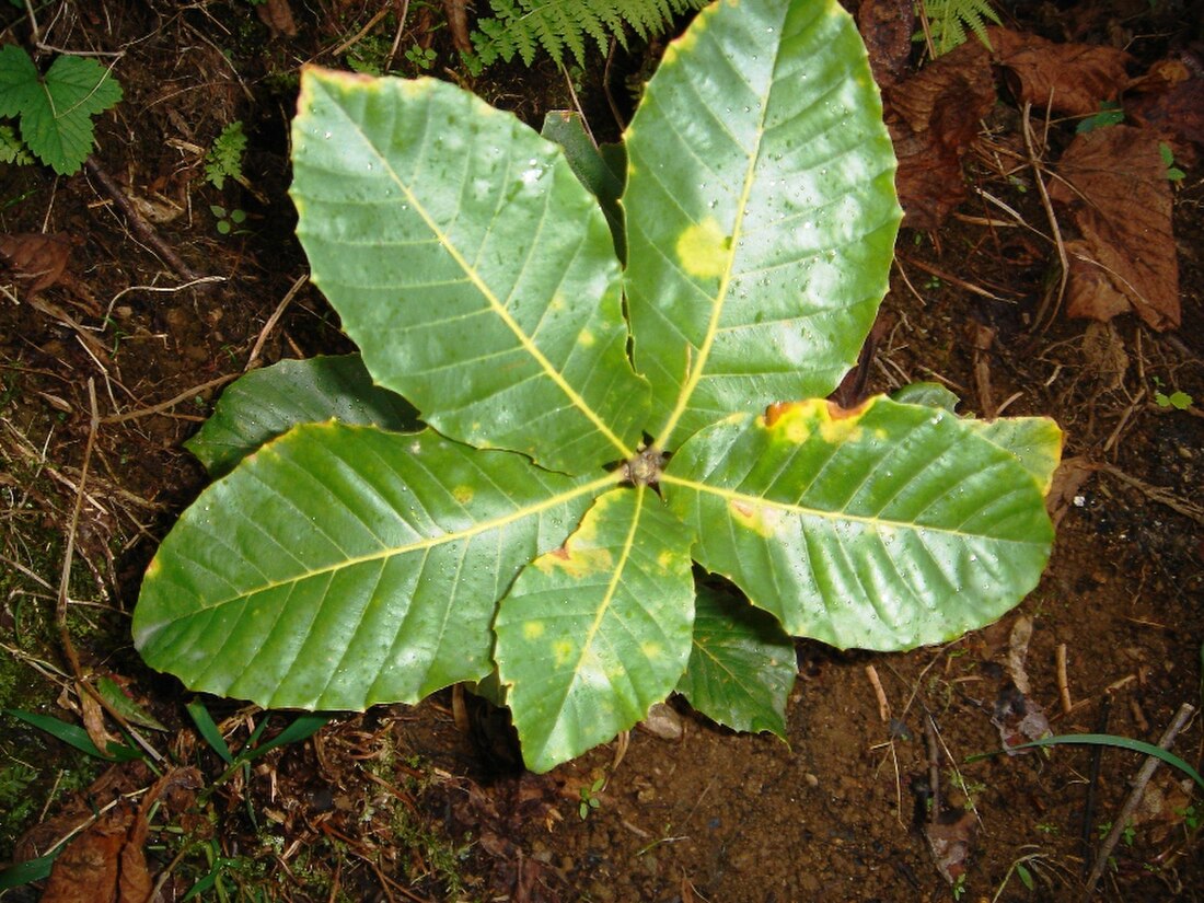 Quercus pontica