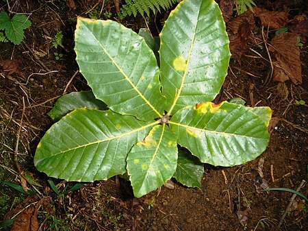 Quercus pontica.JPG