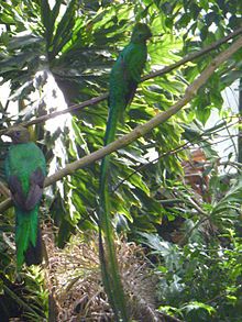 Quetzal nido.jpg