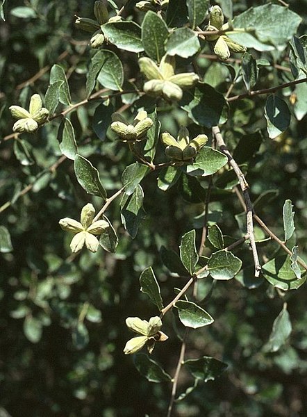 File:Quillaja saponaria.jpg