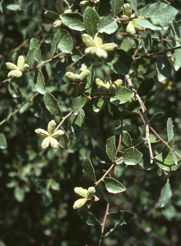 Soap bark tree (Quillaja saponaria) of the Quillajaceae