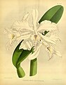 Cattleya crispa Plate 424 in: R.Warner - B.S.Williams: The Orchid Album (1882-1897)