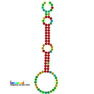 mir-16 microRNA precursor family