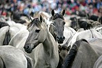 Groupe de poneys de Dülmen de robe souris.