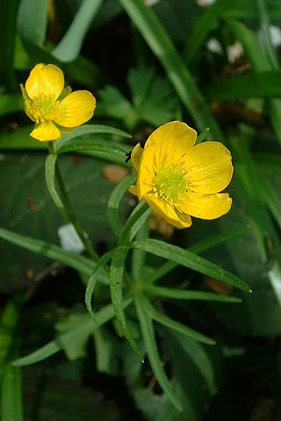 File:Ranunculus auricomis.jpg