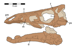 Holotype skull of Rativates