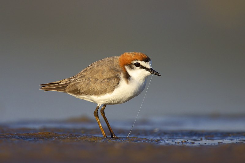 File:Red-capped Plover male at Lake Wollumboola, Jervis Bay National Park NSW.jpg