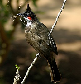 P. j. fuscicaudatus , கூடு கட்ட குச்சிகளை எடுத்துச் செல்கிறது, மேற்கு இந்தியா