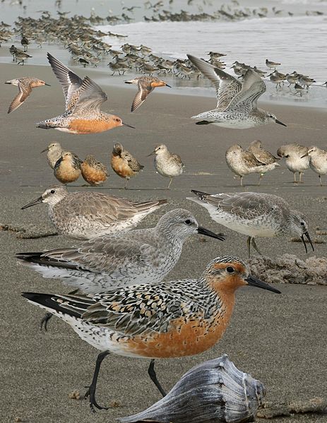 File:Red Knot from The Crossley ID Guide Eastern Birds.jpg