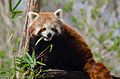 Red Panda (16297533914).jpg