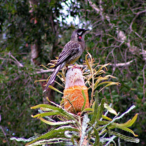 File:Red Wattlebird.jpg